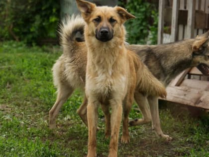 За тепличных собак с улицы Днепрогэсовской взялась прокуратура
