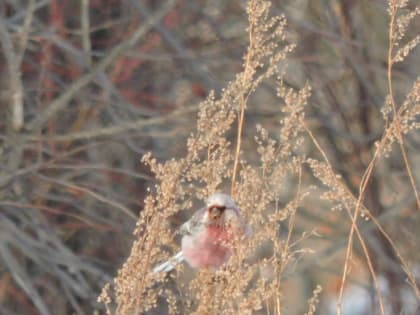 Птицы необычного окраса прилетели в регион