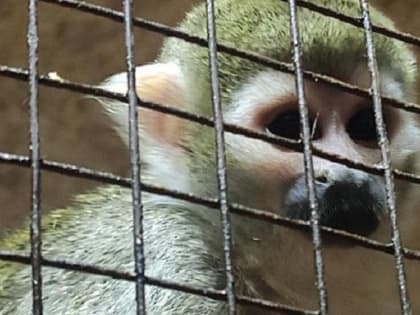 Маленькая экзотическая обезьянка приехала на Затулинку создавать стаю