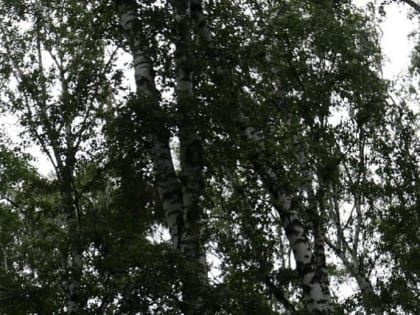 Прожорливый шелкопряд объедает сибирские леса на 400 тысячах гектаров