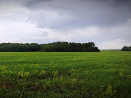 Кудряшовский бор предложили огородить в Новосибирской области