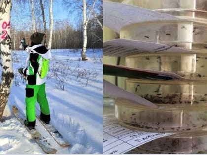 В Новосибирской области начали борьбу с непарным шелкопрядом