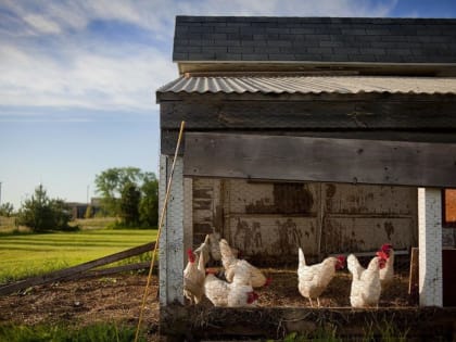 В Новосибирске поддержат производство органических продуктов