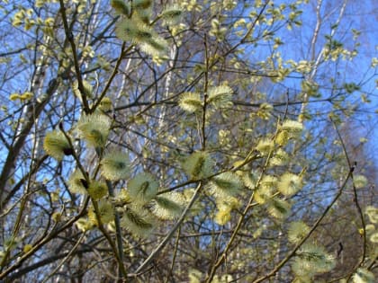 Чибис воду пьет ‒ скоро дожди: погода 9 апреля в Новосибирской области