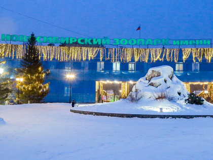 Горностаи впервые за полвека принесли потомство в Новосибирском зоопарке