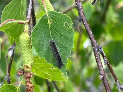 Обработка от непарного шелкопряда стартовала в лесах Новосибирской области