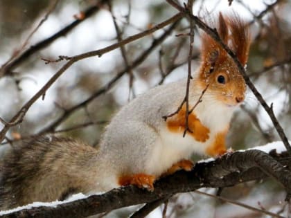 Сегодня в Новосибирске ветрено и без осадков