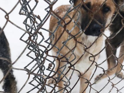 Нападение стаи собак на школьницу в Новосибирске проверит СКР