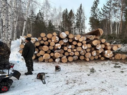 Мэр Новосибирска отозвал разрешение на снос деревьев в «Юном медике»