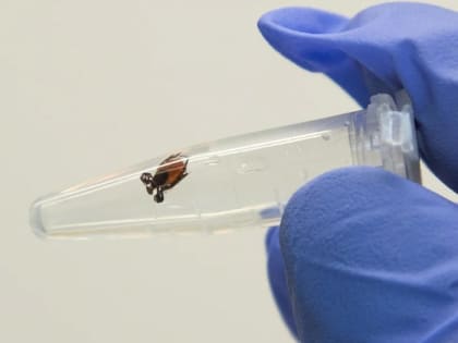 Новосибирские клещи могут проснуться раньше срока