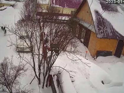 В Новосибирске возбудили уголовное дело после нападения собак на ребёнка