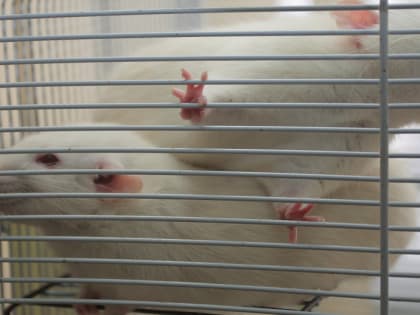 Новое открытие учёных: зачем мыши вдыхают марганец в лаборатории СО РАН