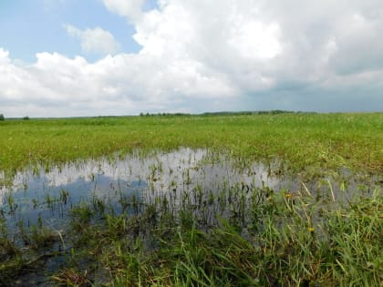 Рекордная жара выше 30 градусов продлится до 2 июля в Новосибирской области
