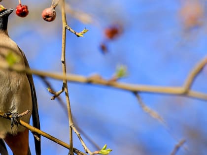 Потепление до +13 подступает к Новосибирску с запада