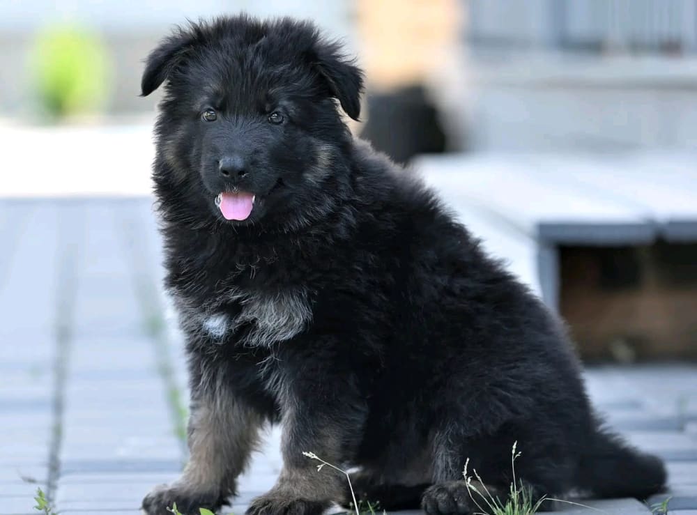 GSD