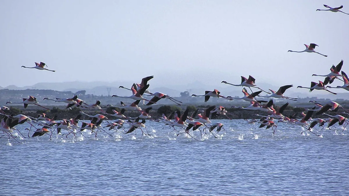 Santa Pola: Tradición Pesquera y Naturaleza