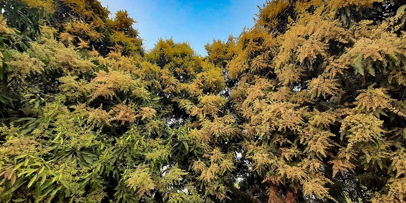 পাহাড়ে পাহাড়ে আমের মুকুলে বসন্তের সুবাস