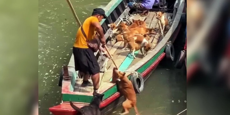 মিজোরামের 'বসন্ত উৎসব' ঘিরে রাঙ্গামাটি থেকে পাচার হচ্ছে কুকুর