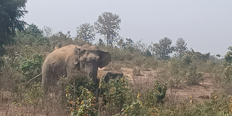 বিজিবির সহযোগিতায় অসুস্থ হাতির চিকিৎসা দিল রাঙামাটি উত্তর বন বিভাগ
