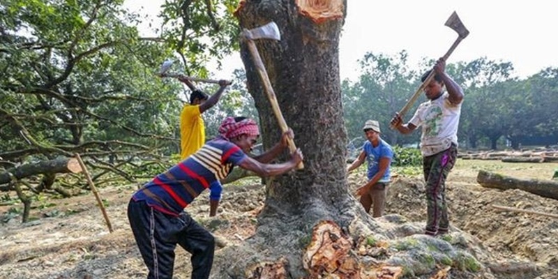 কর্তন নিষিদ্ধ গাছ কাটলে এক লাখ, পেরেক লাগালে ২০ হাজার টাকা জরিমানা
