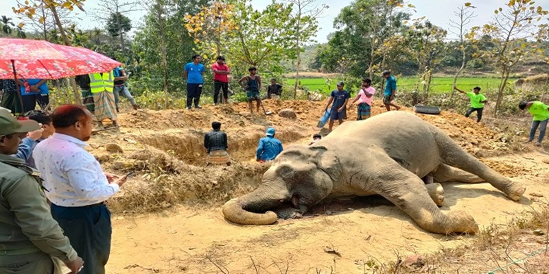 কক্সবাজারে ২০ বছরে ৪৪ হাতির মৃত্যু