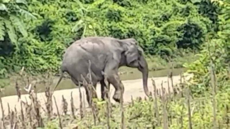 ‘আরাকান আর্মির পুঁতে রাখা’ স্থলমাইনে বন্যহাতির পা বিচ্ছিন্ন