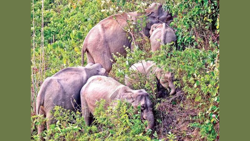 খাদ্য ও পানির চরম সংকটে বন্যপ্রাণীরা
