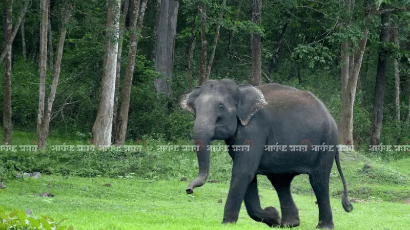 রাঙ্গামাটির গুলিবিদ্ধ হাতিটি সুস্থ হয়ে বনে ফিরল