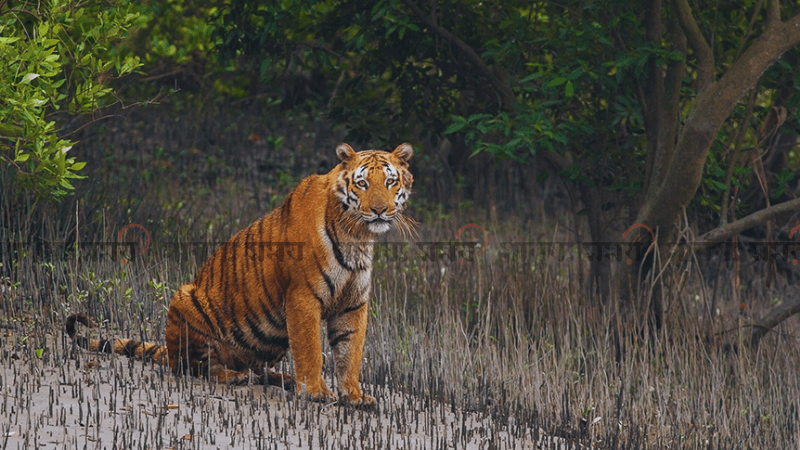 আজ ১৮তম সুন্দরবন দিবস