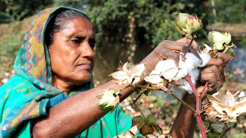 তামাক ছেড়ে তুলা চাষে ঝুঁকছেন পাহাড়ি চাষিরা