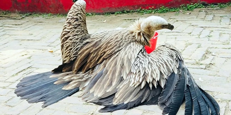 খাগড়াছড়িতে উদ্ধার বিরল প্রজাতির ‘হিমালয়ান গৃধিনী’ শকুন