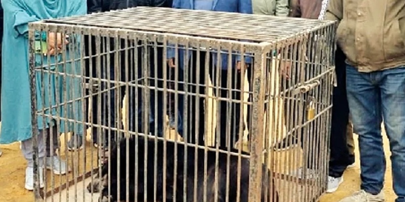 সাবেক ইউপি মেম্বার নবদ্বীপ চাকমার বাগানবাড়িতে মিলল মহাবিপন্ন ভালুক, হরিণ ও বানর