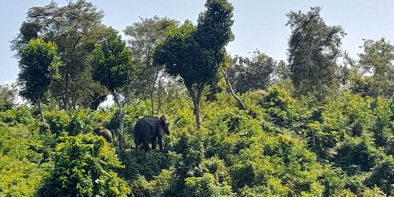 মৃত শাবককে ৬ দিন ধরে পাহারা দিলো মা হাতি