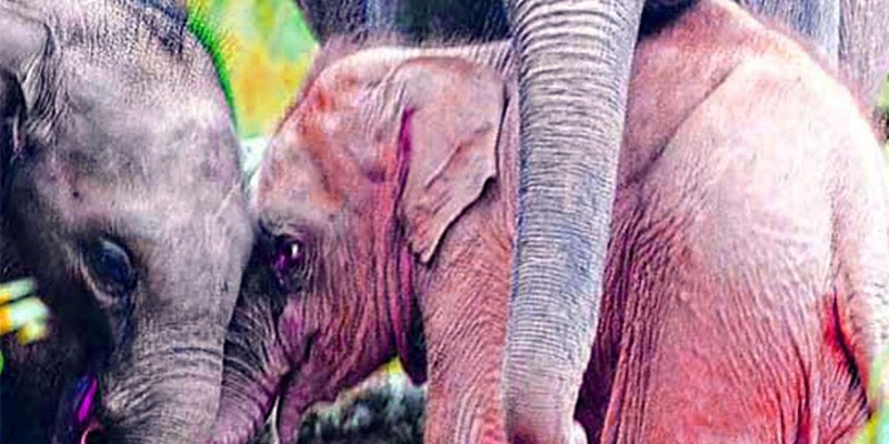 রাঙামাটির সেই ‘গোলাপি হাতি’ আর নেই