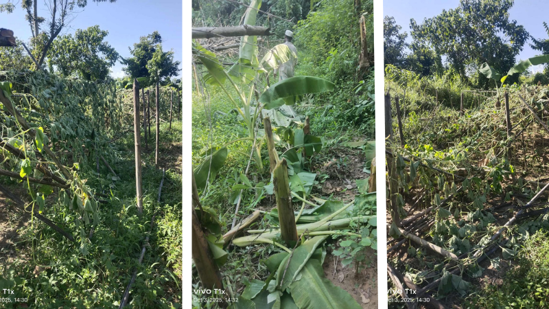ইউপিডিএফ সন্ত্রাসীদের হামলায় বাঙালি কৃষকের ফলজ বাগান ধ্বংস