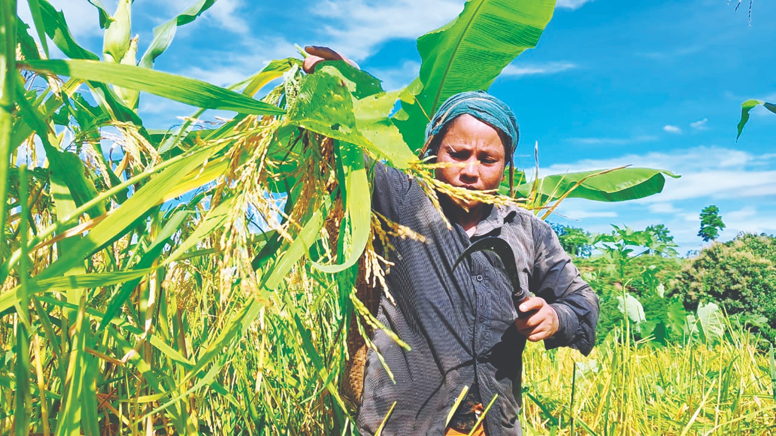 জুম কাটার ধুম পড়েছে পাহাড়ে