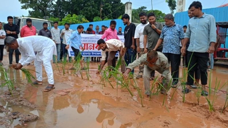 খাগড়াছড়িতে সড়কে ধানের চারা রোপণ!