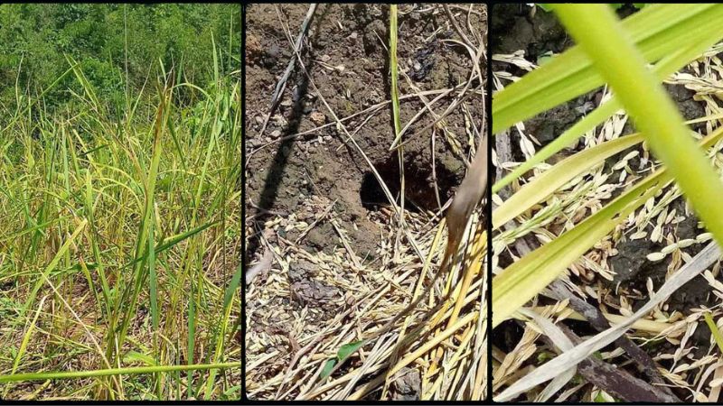 সাজেকে জুম ফসলে ইঁদুরের উপদ্রব, বিপাকে শত শত পরিবার