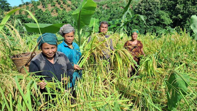 পাহাড়ে জুমের ধান কাটা শুরু