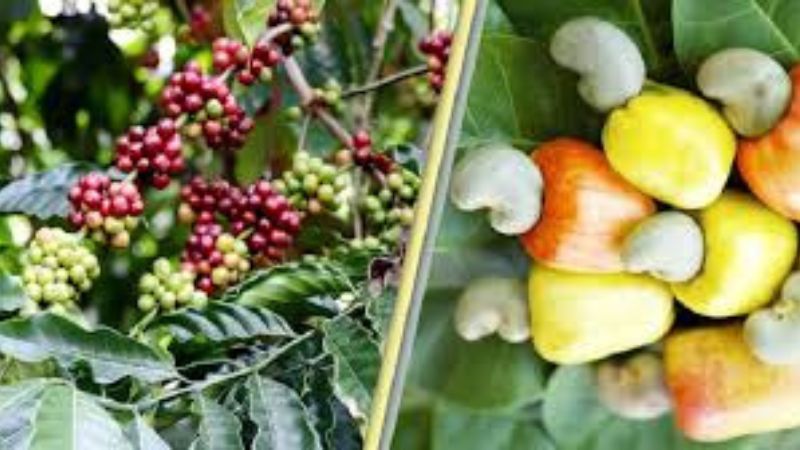 কাজুবাদাম–কফি চাষে নতুন স্বপ্ন রাঙামাটির পাহাড়ে