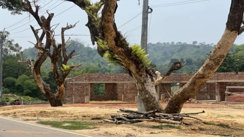 খাগড়াছড়িতে গাছের বাকল তুলে সুকৌশলে ‘বৃক্ষ হত্যা’