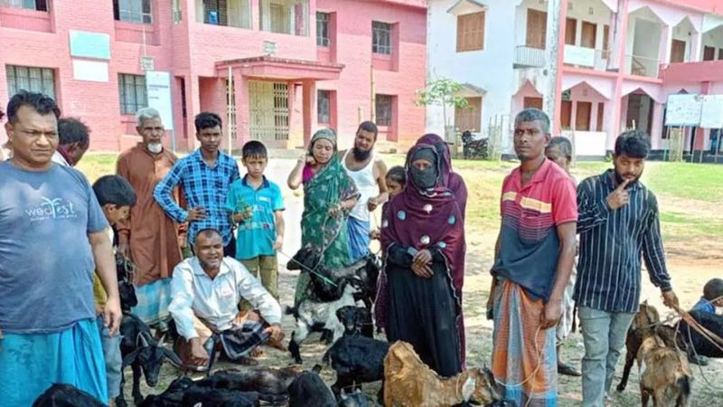সরকারি ভ্যাকসিনে খাগড়াছড়িতে ২০ গরু-ছাগলের মৃত্যুর অভিযোগ
