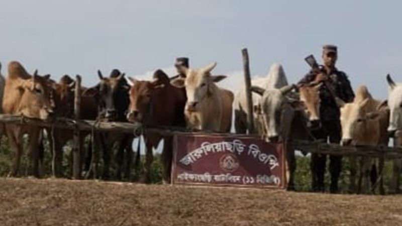 বান্দরবানে বিজিবির অভিযান, জব্দ ২০টি বার্মিজ গরু