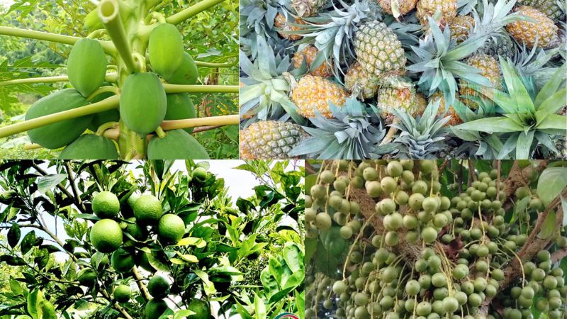 পার্বত্য অঞ্চলে বাণিজ্যিক ফল চাষের বিপ্লব, কৃষকের আয় বেড়েছে দ্বিগুণ