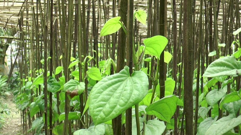 আলীকদমে পান চাষে বদলাচ্ছে কৃষকদের জীবন