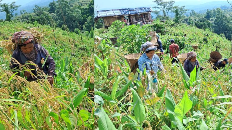 বান্দরবানের পাহাড়ে জুমের ধান কাটতে ব্যস্ত জুমিয়ারা