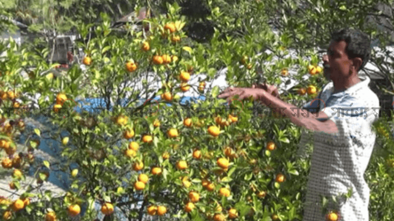 পাহাড়ে চায়না কমলার বাণিজ্যিক বাগান