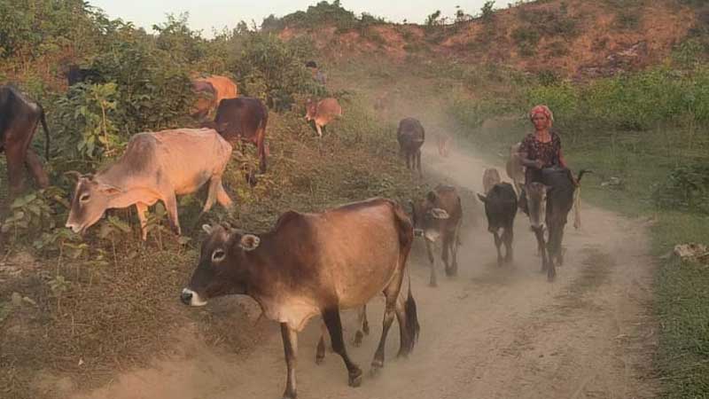 গারো পাহাড়ের সবুজ ঢালে গরু পালন, স্বাবলম্বী হচ্ছেন সীমান্তের খামারিরা
