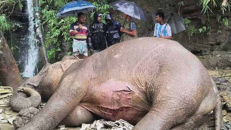 বাঁচানো গেল না পাহাড় থেকে ৩০০ ফুট নিচে পড়ে আহত মা হাতিটিকে