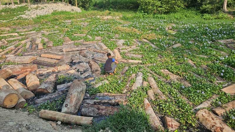 টাকার লোভে বন উজাড় করছে হেডম্যান-কার্বারিরা, পানি সংকটে ম্রো সম্প্রদায়